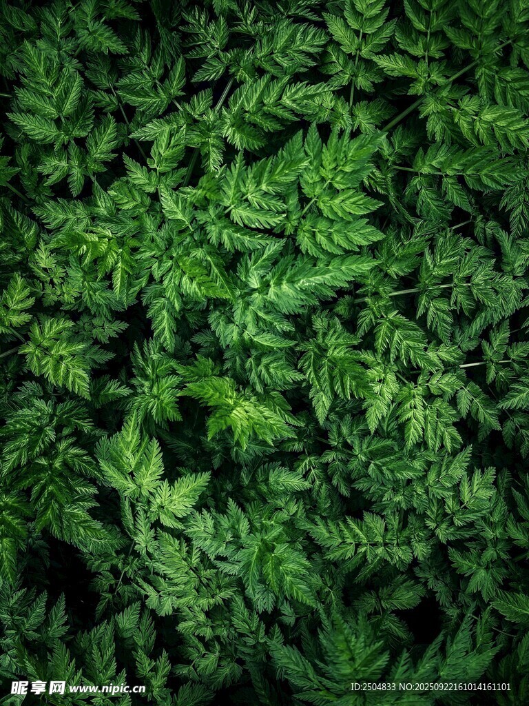 翠绿蕨类植物叶片纹理
