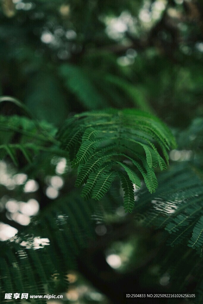 翠绿蕨类植物特写