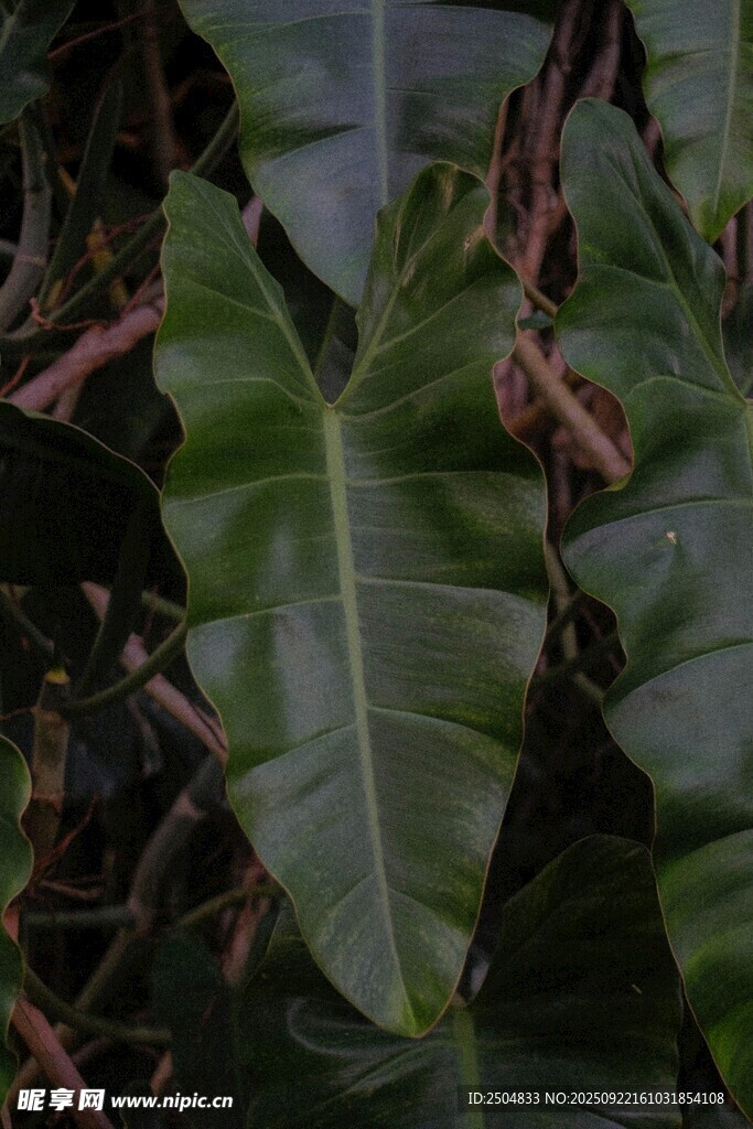 宽大翠绿的热带植物叶片