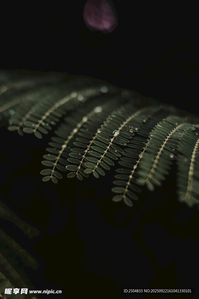 夜间蕨类植物特写