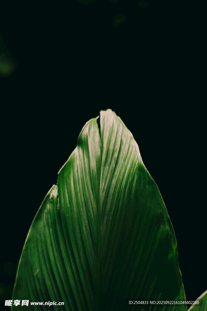 翠绿叶片的独特光影