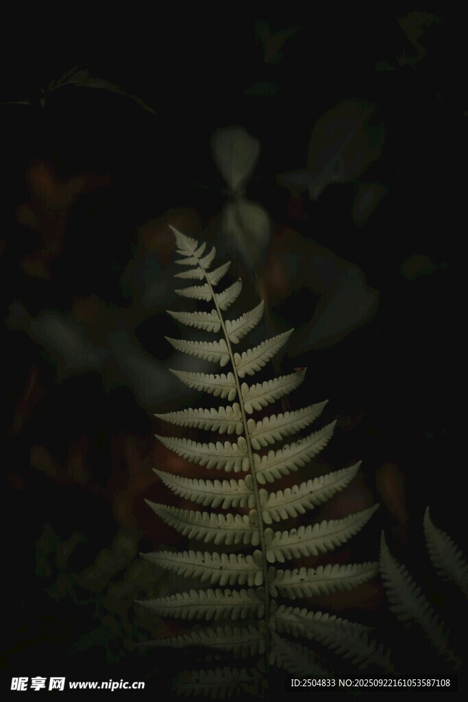 黑暗中的蕨类叶片