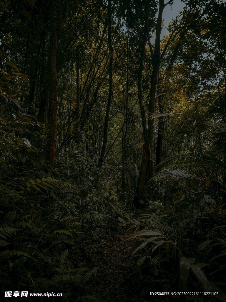 静谧森林中的幽僻小径