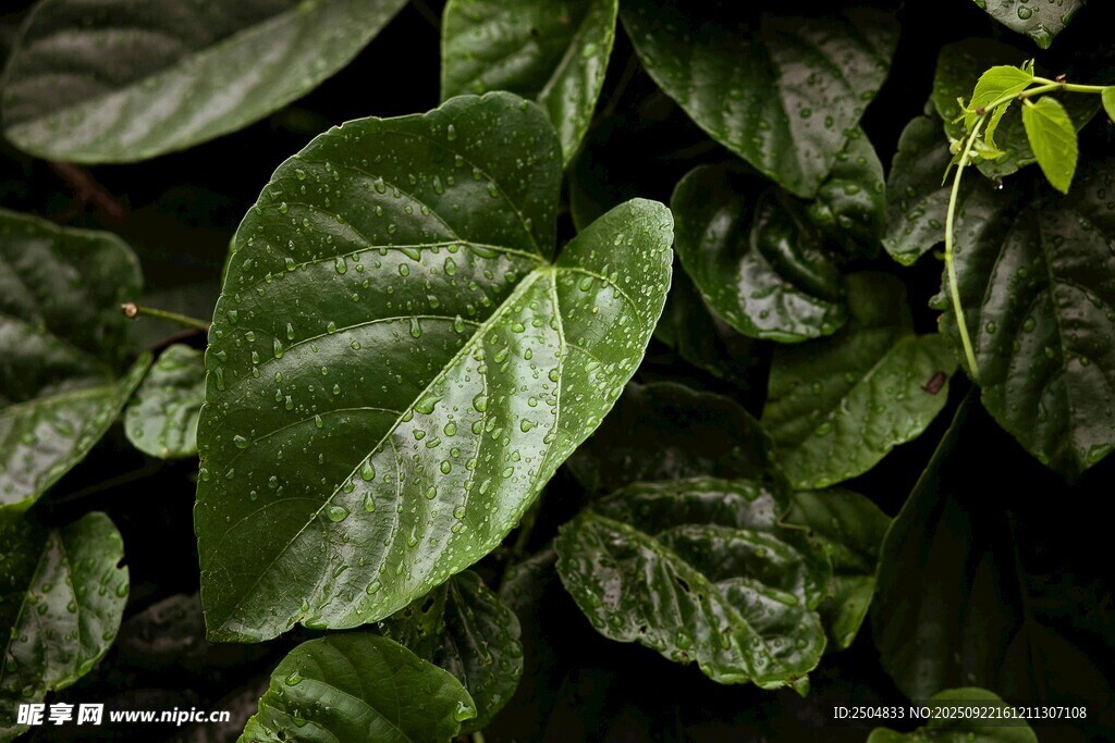 深绿阔叶植物特写