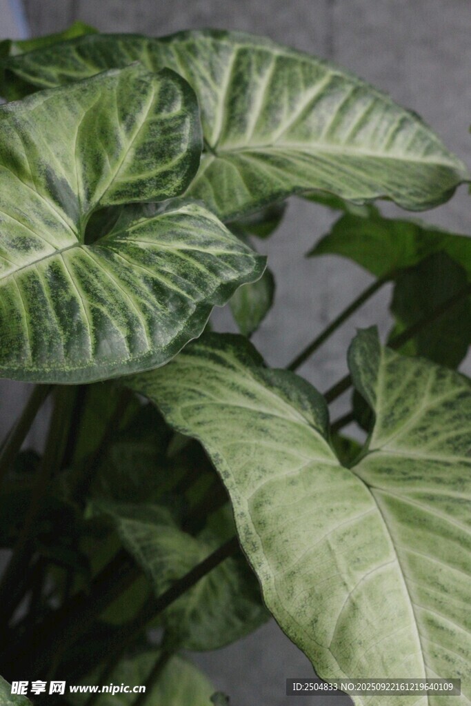 斑纹绿植特写