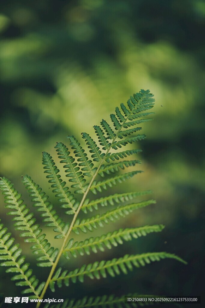 翠绿蕨叶特写