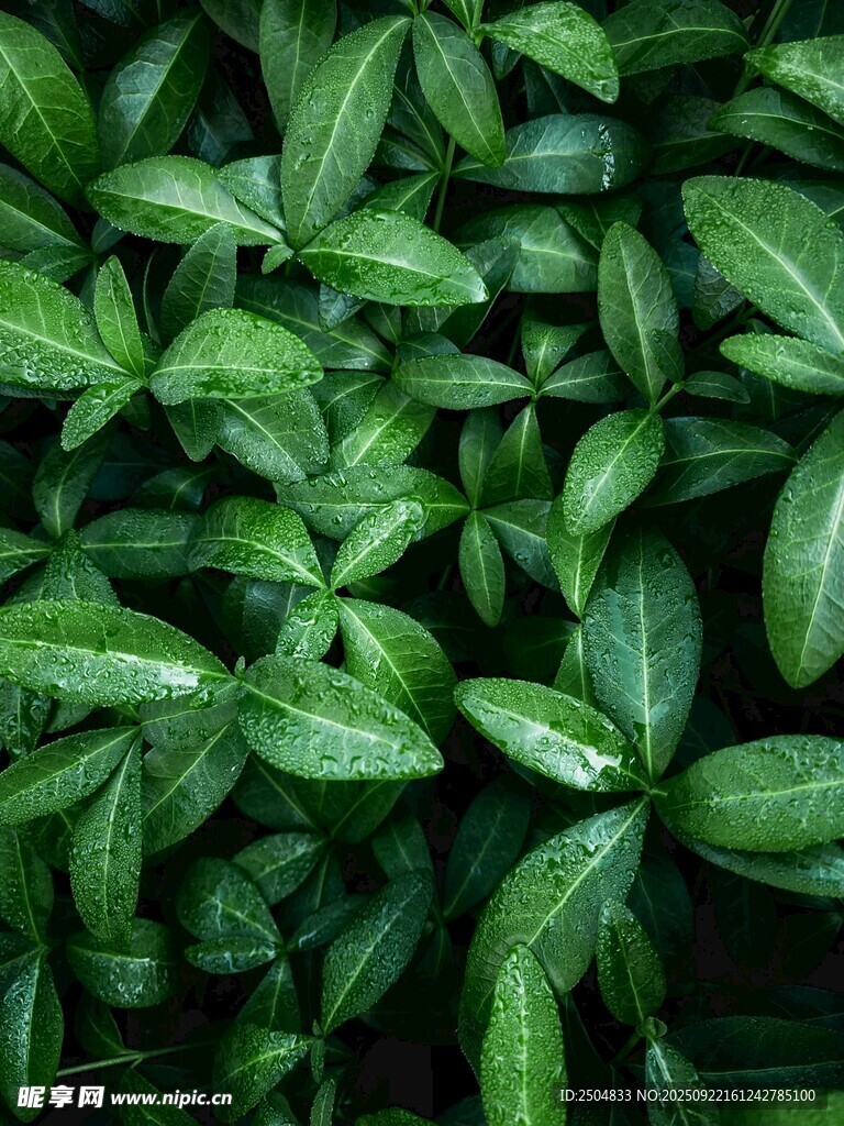 翠绿叶片的生机景象