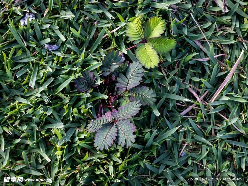 草地上的多彩叶片植物