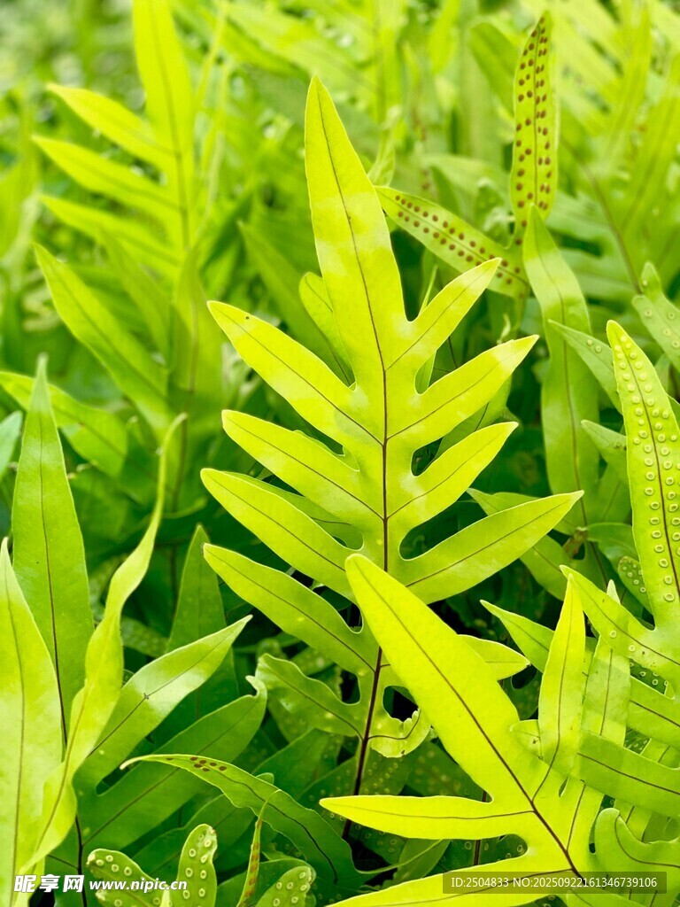 翠绿蕨类叶片特写