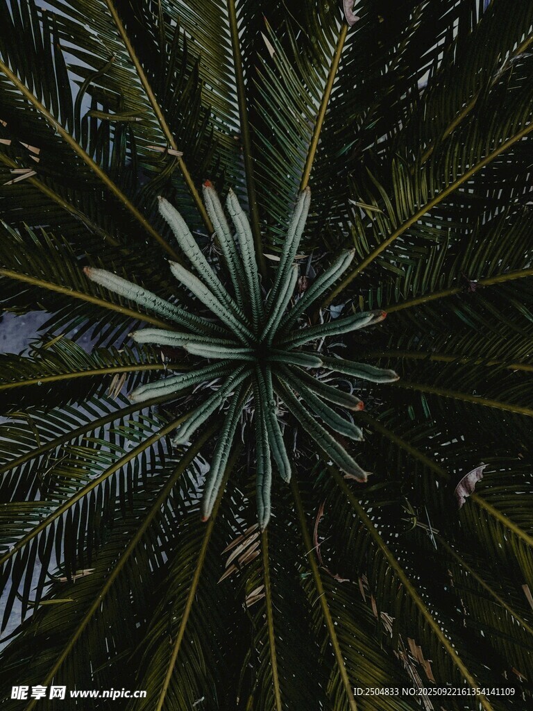仰视下的繁茂棕榈树冠