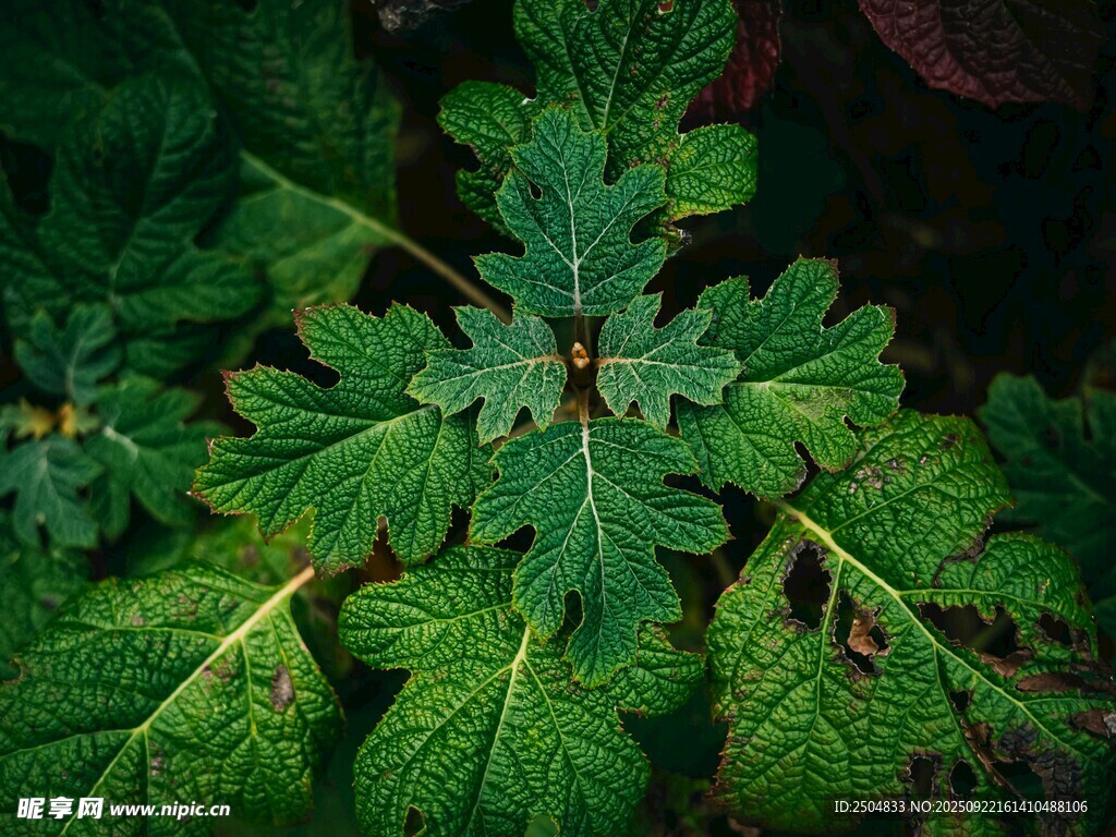 翠绿叶片的植物特写
