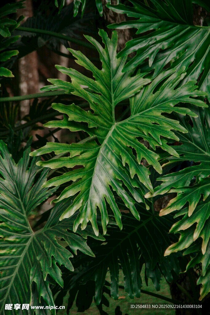 翠绿羽状叶片的热带植物