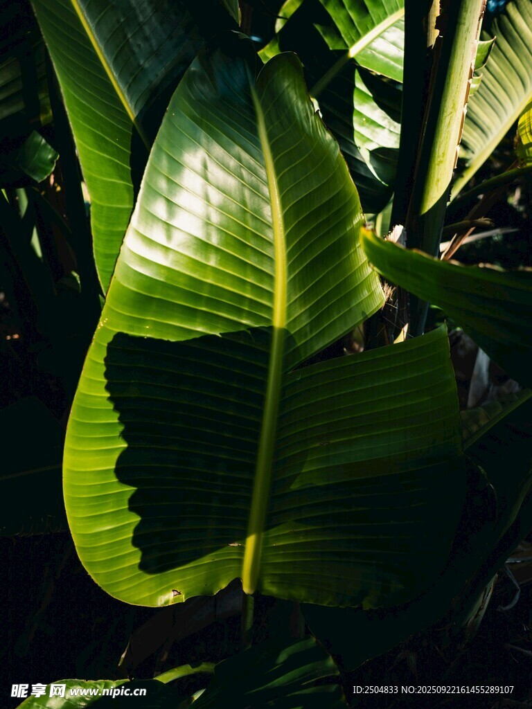 阳光下的翠绿芭蕉叶