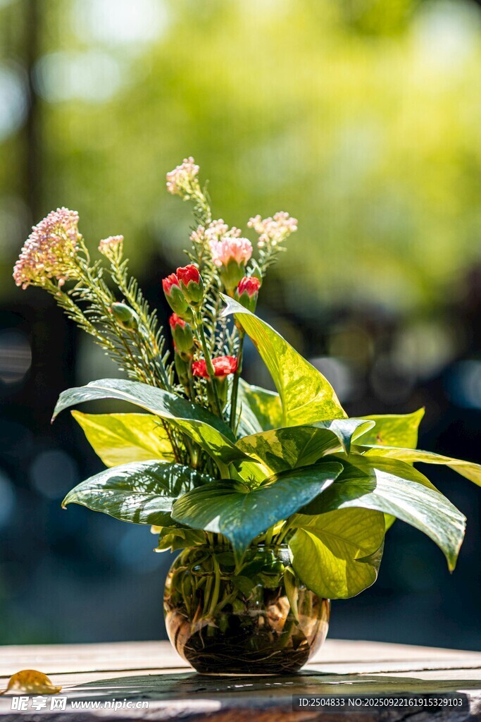 盆栽花卉 绿意盎然小景致