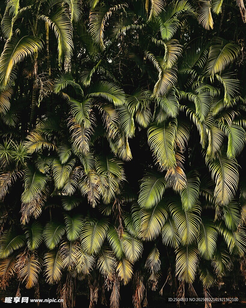 翠绿繁茂的植物叶片