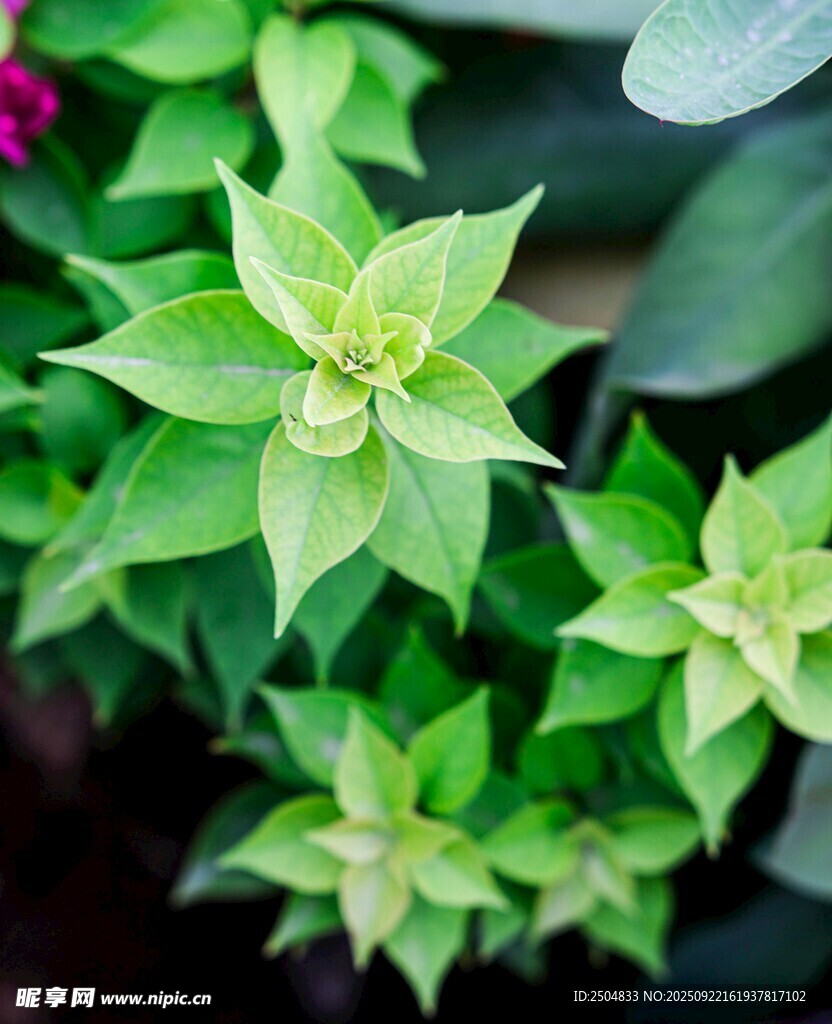 翠绿清新的多彩叶片植物