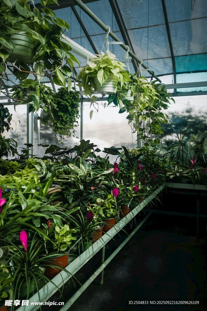 温室中的繁茂植物景观
