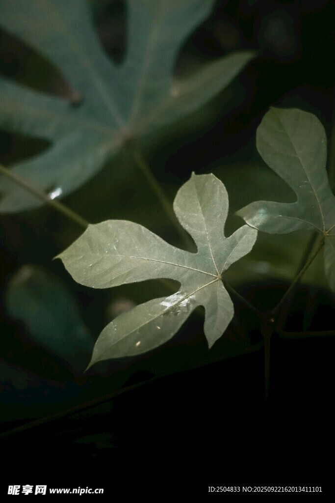 素雅白花与绿叶相衬