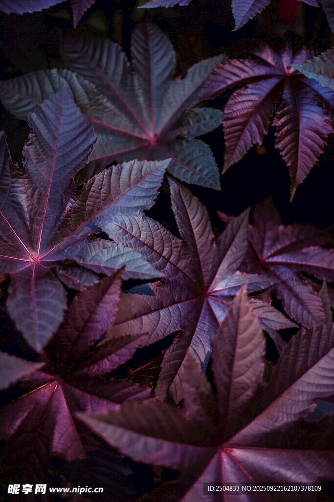 深紫斑斓的掌状叶片植物