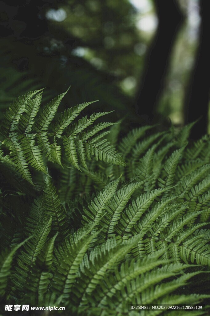 翠绿蕨类植物特写