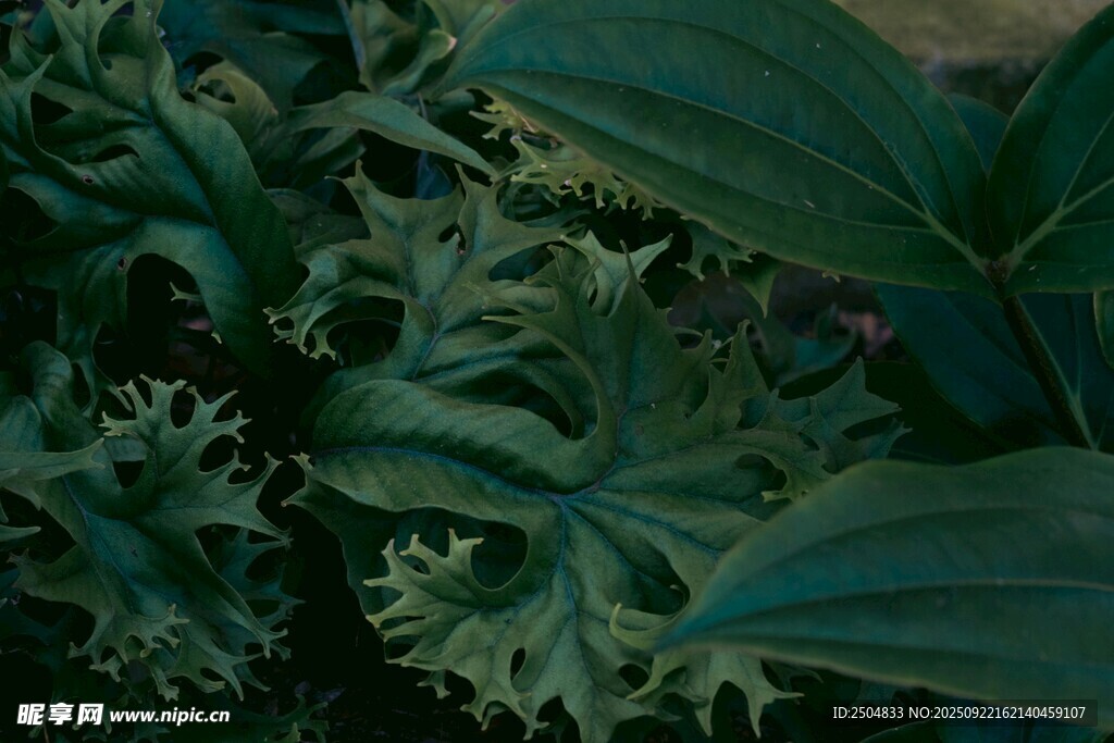 翠绿奇特叶片植物特写