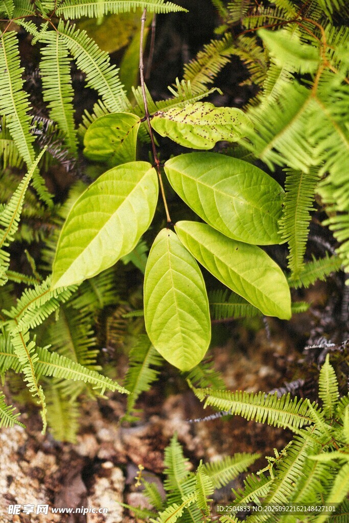 绿叶植物特写