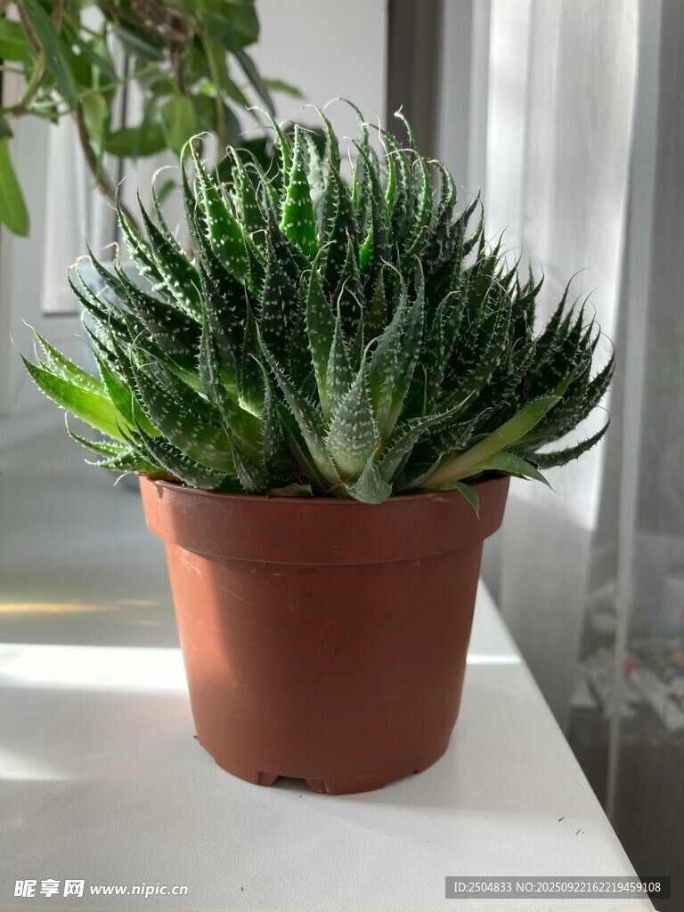 窗边的翠绿芦荟盆栽