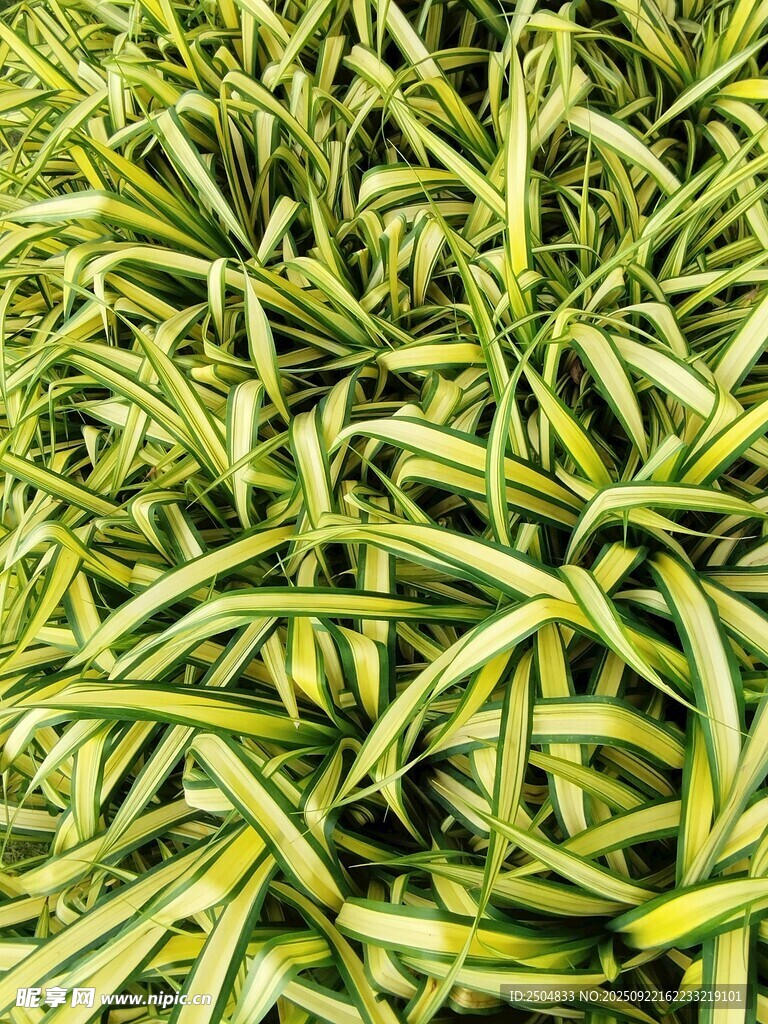 黄绿相间的细长植物叶片