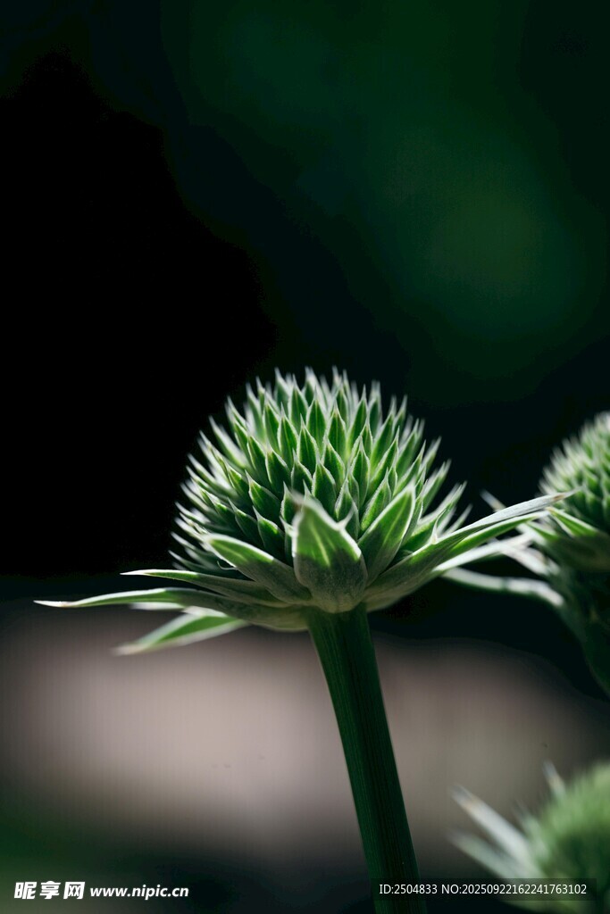绿色球状植物特写