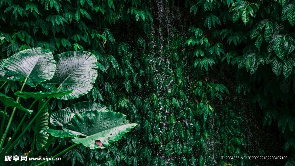 绿叶间绽放的白色花朵