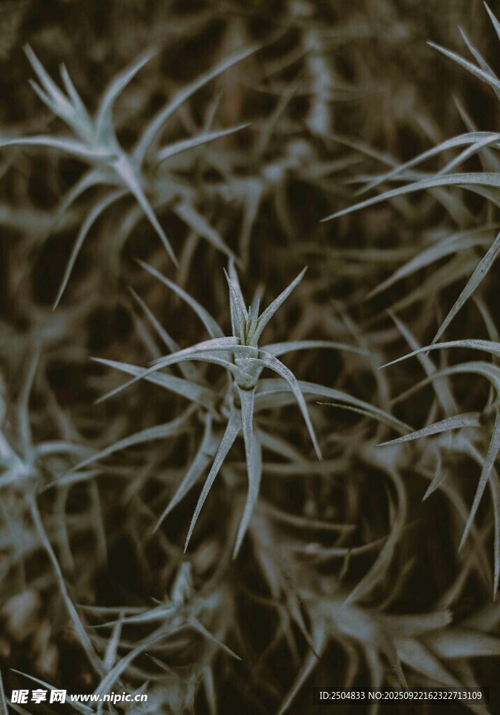 带刺的仙人掌特写