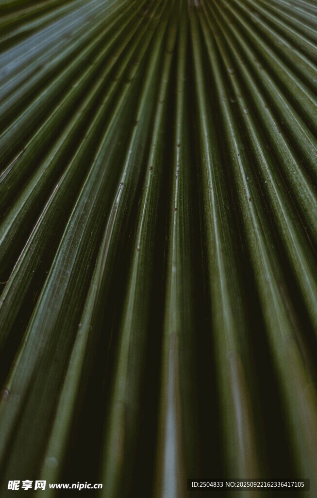 绿色条纹状植物叶片特写