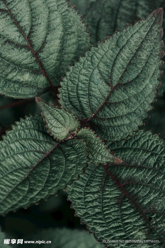 深绿脉络独特的植物叶片
