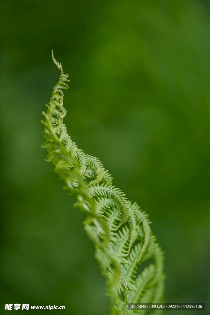 卷曲的嫩绿蕨类植物