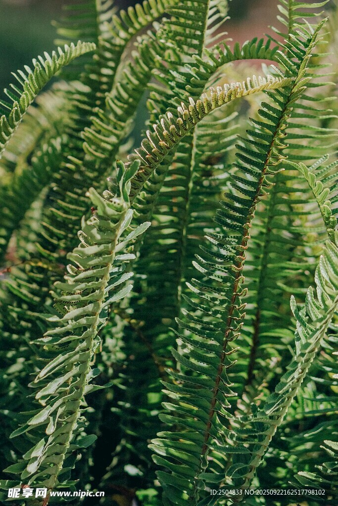 翠绿蕨类植物特写
