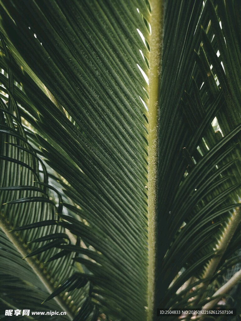 热带棕榈叶特写