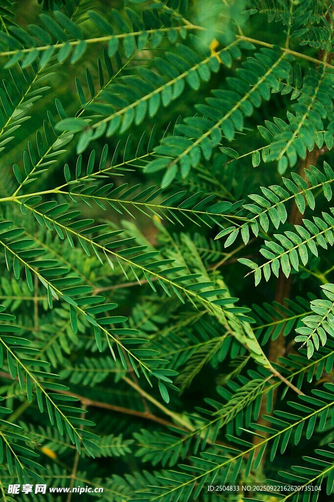 翠绿蕨类植物叶片特写