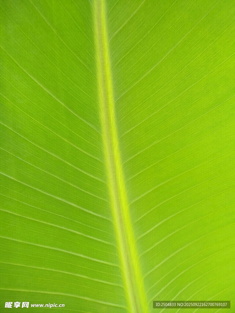 翠绿叶片的细腻纹理