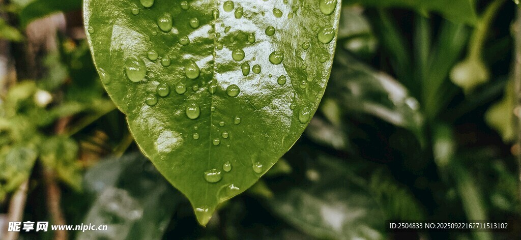 带水珠的绿叶