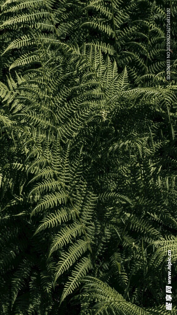 翠绿蕨类植物特写