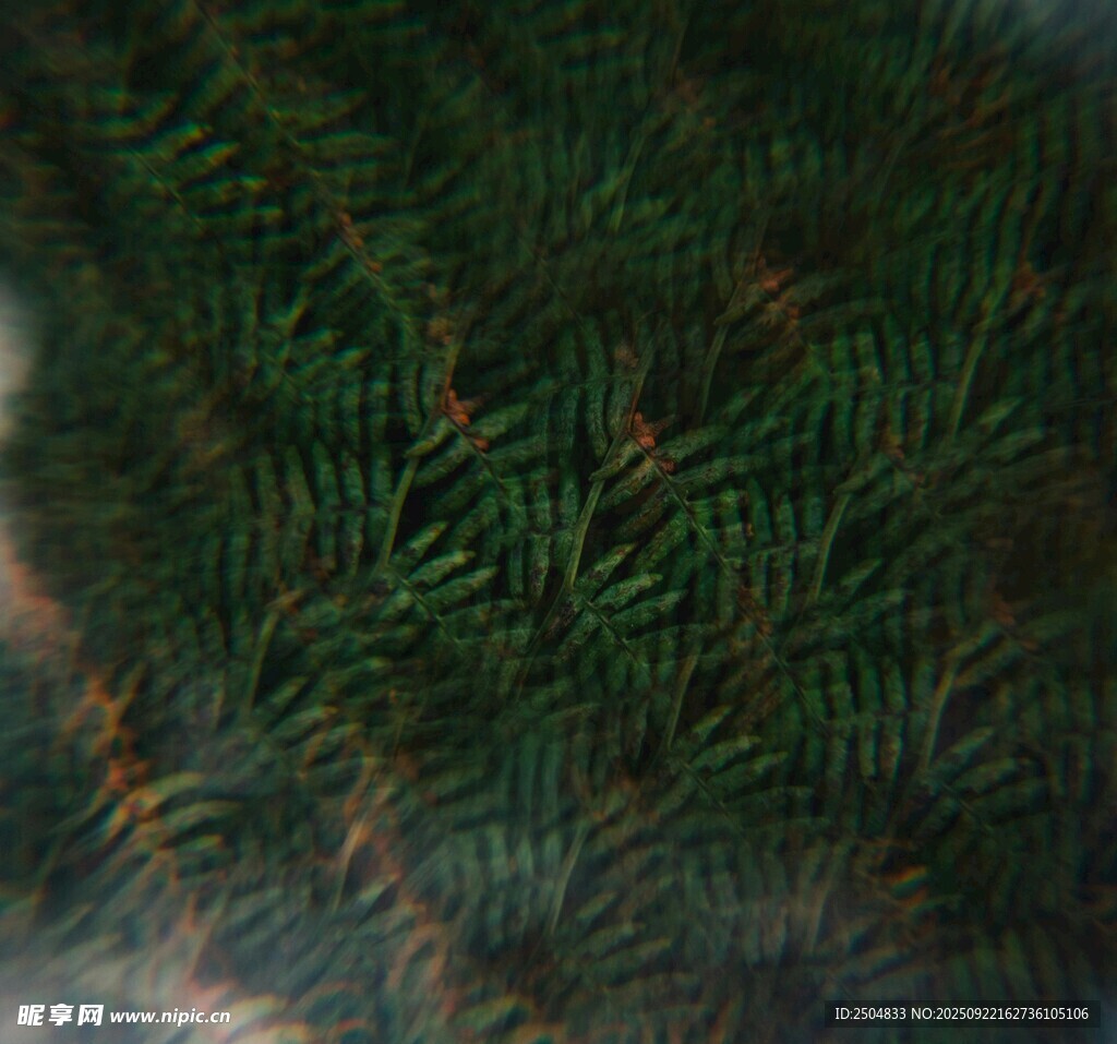 茂密翠绿的蕨类植物叶片
