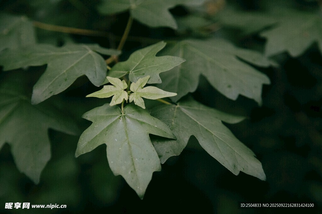 绿叶间的素雅小花