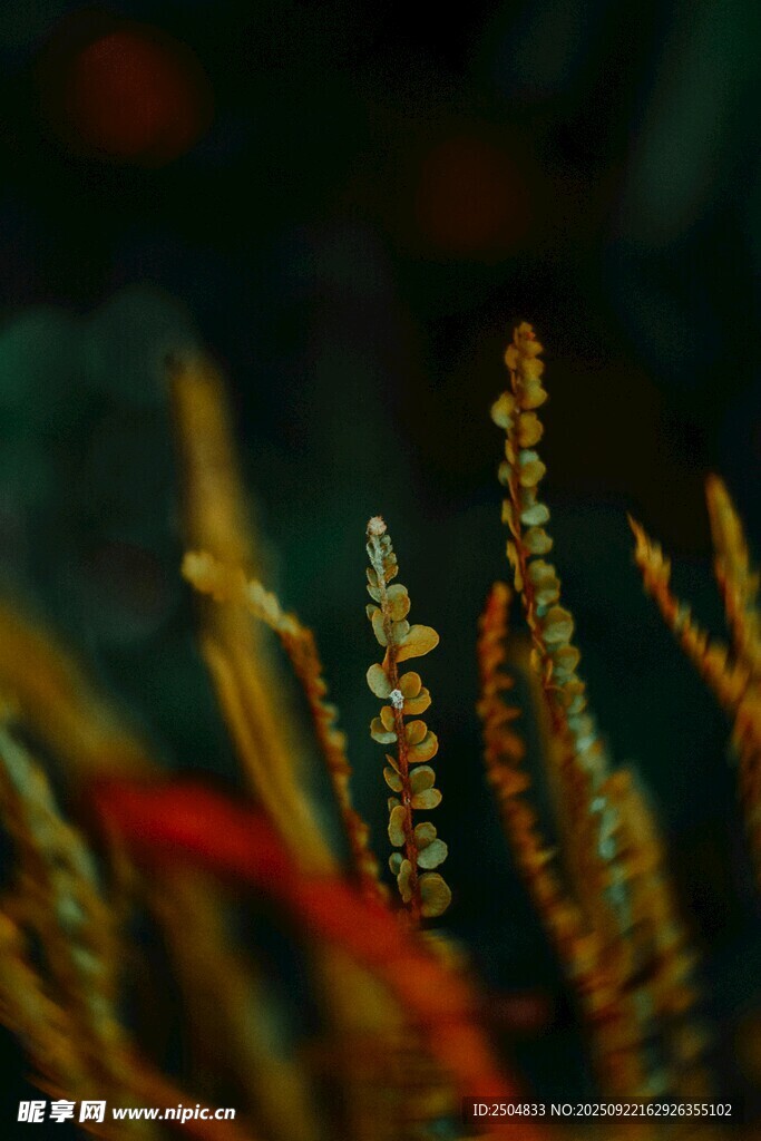海底绚烂海草特写