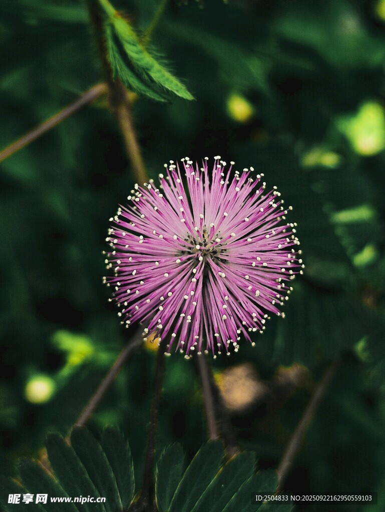 粉色绒球般的含羞草花朵