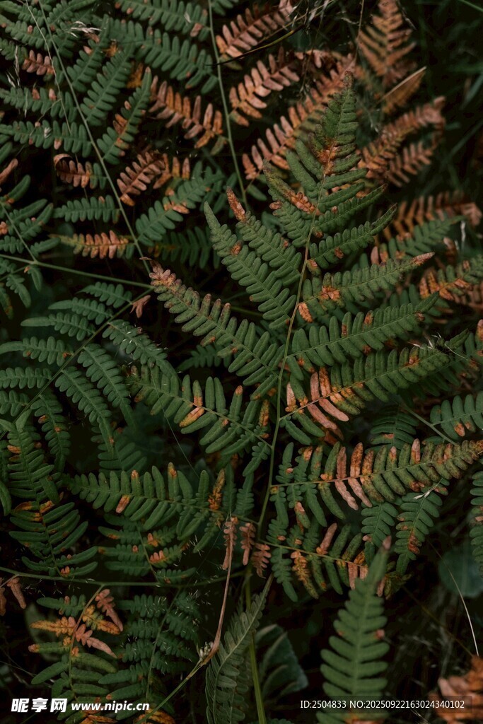 蕨类植物叶片特写