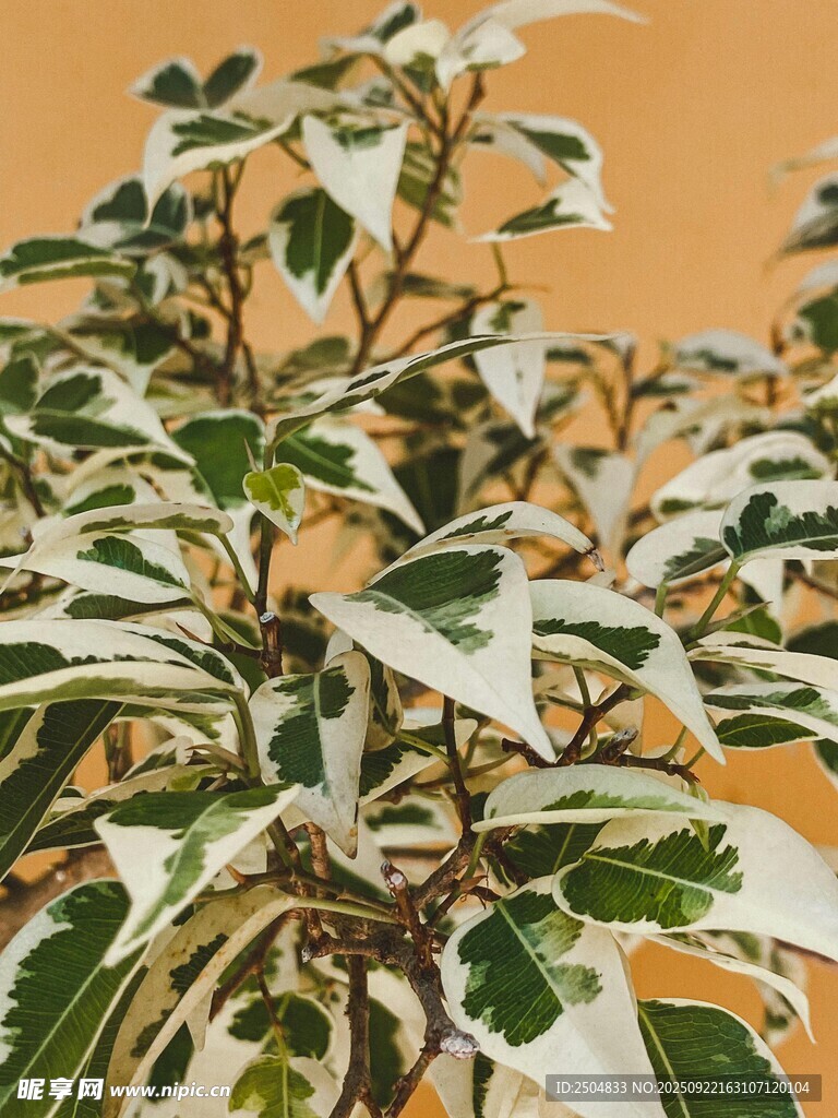 花叶植物特写