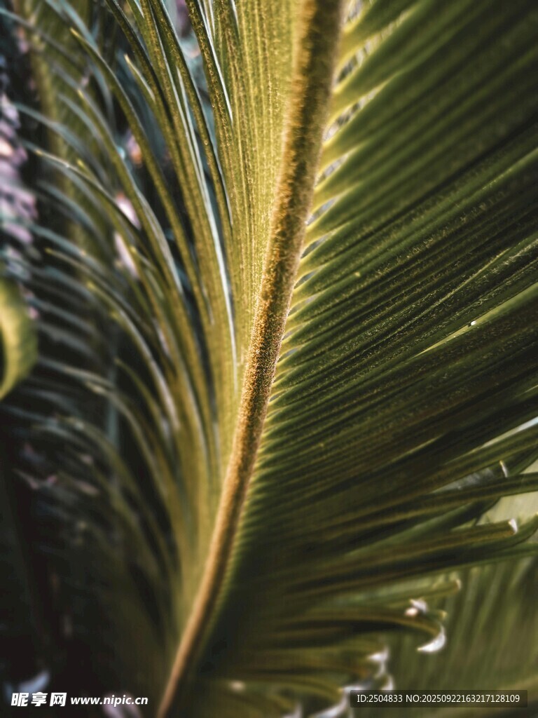 特写 翠绿的棕榈叶纹理