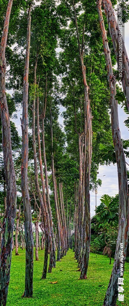 林间绿树成荫的清新景致