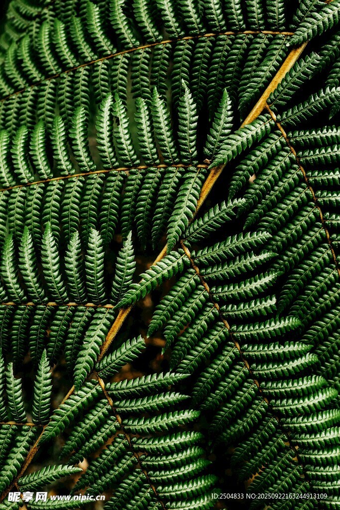 蕨类植物叶片特写