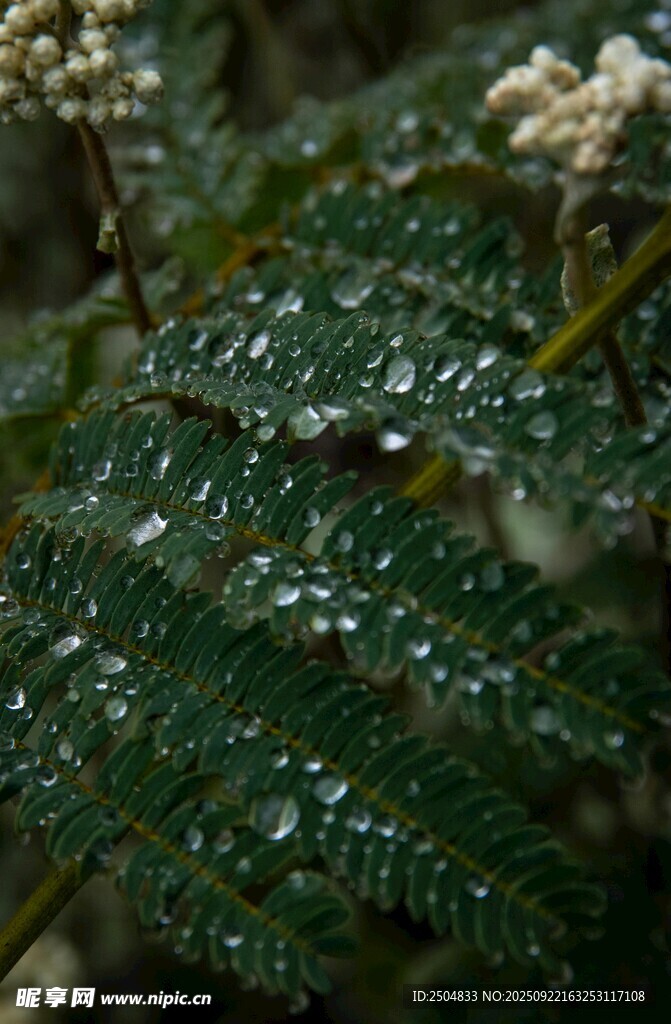 带露珠的翠绿植物叶片
